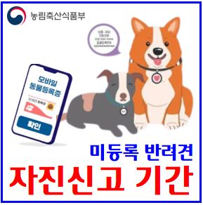  미등록 반려견 자진신고 (ft. 과태료) : 집중단속기간, 대상방법장소, 번호조회, 변경, 발급기관, 인식표, 비용, 내외장형장치, 병원, 보호센터, 지자체, 맹견, 개식용금지