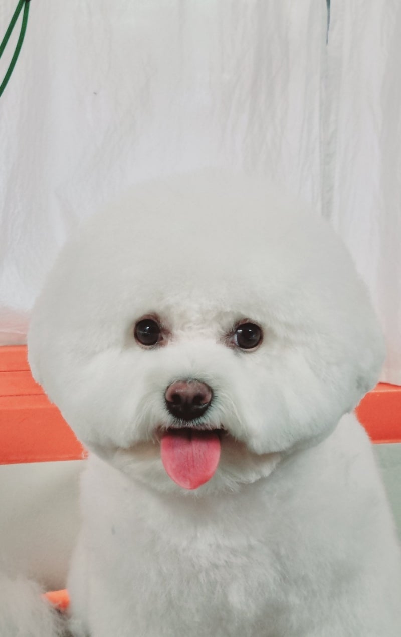 몽쉘몽봉