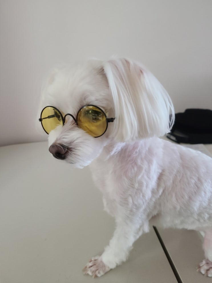  토리