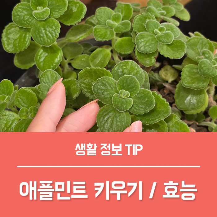  애플민트 효능 활용법, 애플민트 키우기 꽃말 잎 물주기 번식 진딧물 가지치기 총정리!