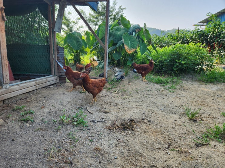  8월 첫째 주 주말 일요일 복숭아 직거래 준비 현황 [세종 조치원 복숭아 과수원-고개 농원]