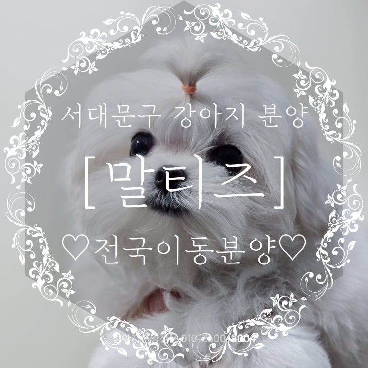  서대문구 말티즈분양 확실하게 믿을 수 있는 곳에서!