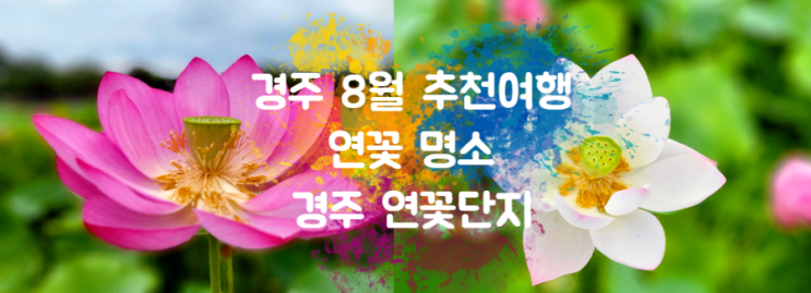  경주 8월 여행 연꽃 명소 동궁과월지 연꽃단지