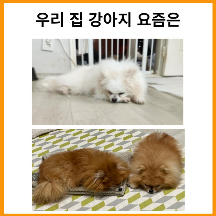  우리 집 강아지 요즘은