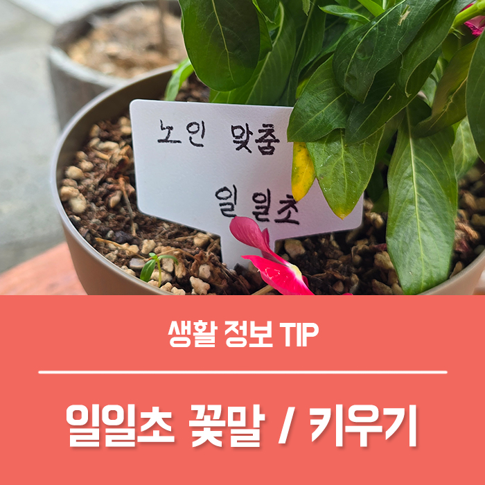  일일초 키우기, 일일초 꽃말 특징은?