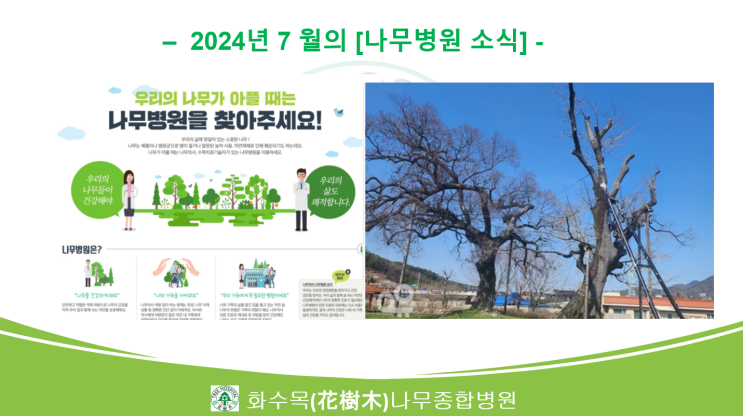  2024년 7월의 나무병원 뉴스 모음
