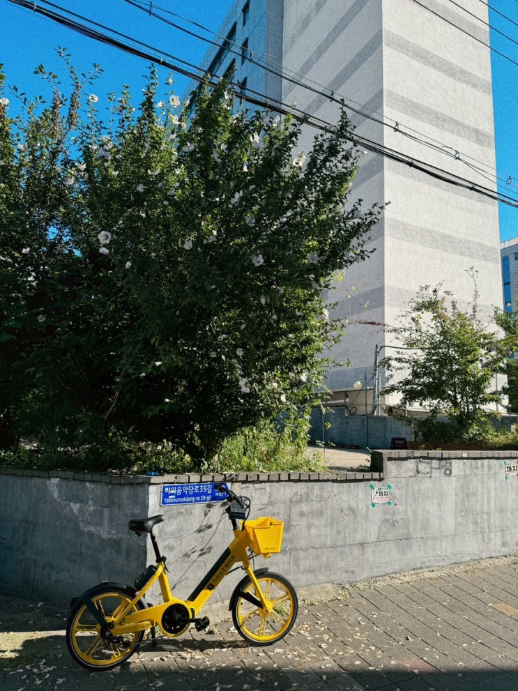  일상 포토덤프 ⑥ 럭키일주일