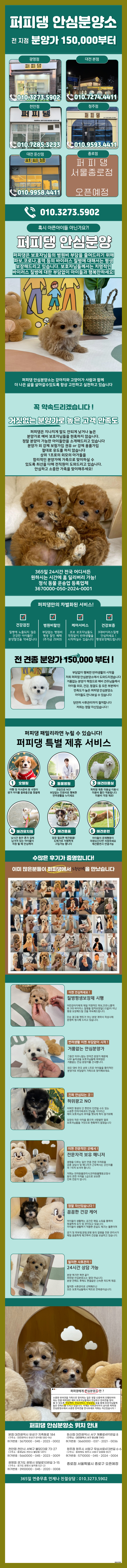  금천구회색푸들분양 우린 이제 함께