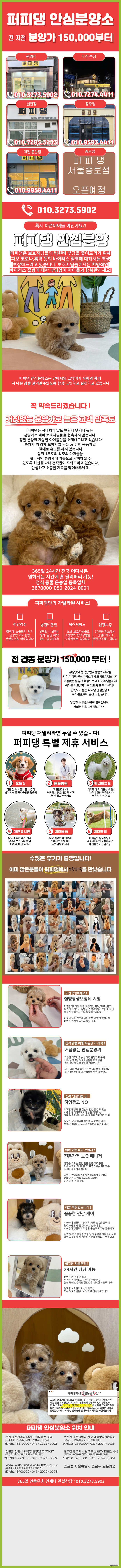  고양토이푸들분양가 작은 존재