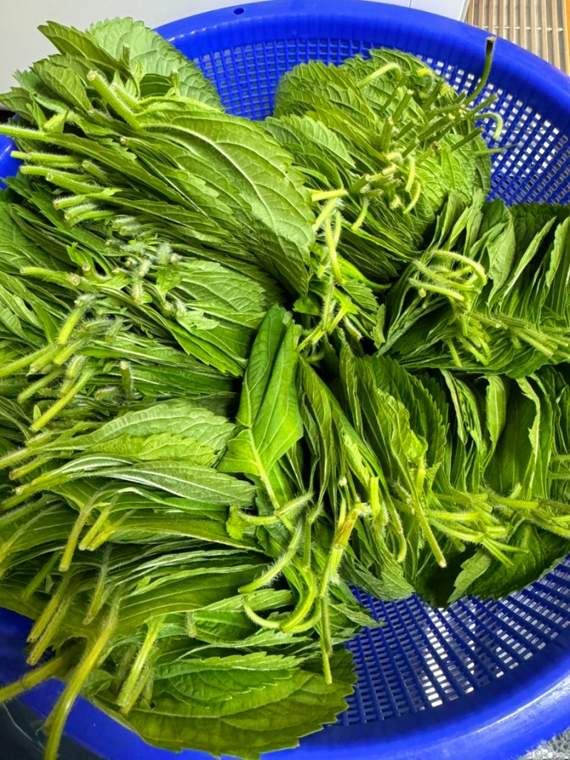 깻잎삭히기 깻잎 소금물 비율 텃밭 깻잎키우기