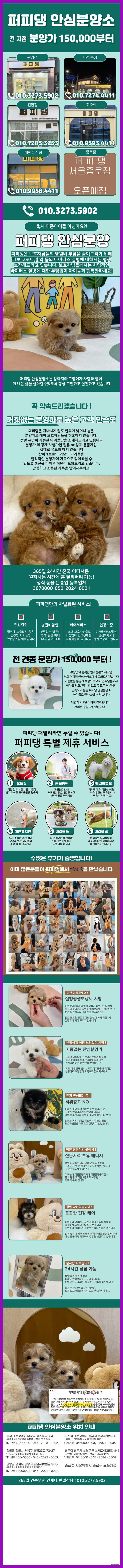  양천블랙푸들분양 평생을 함께할