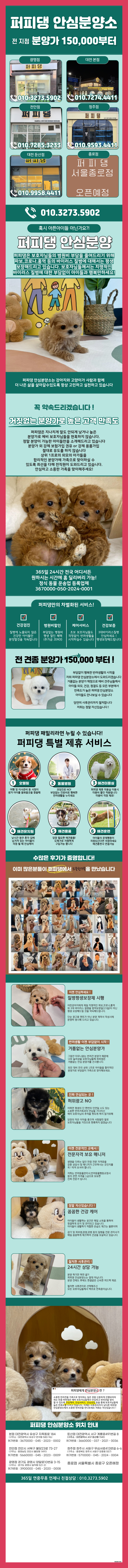  성남테디비숑분양가 퍼피댕과 함께했죠
