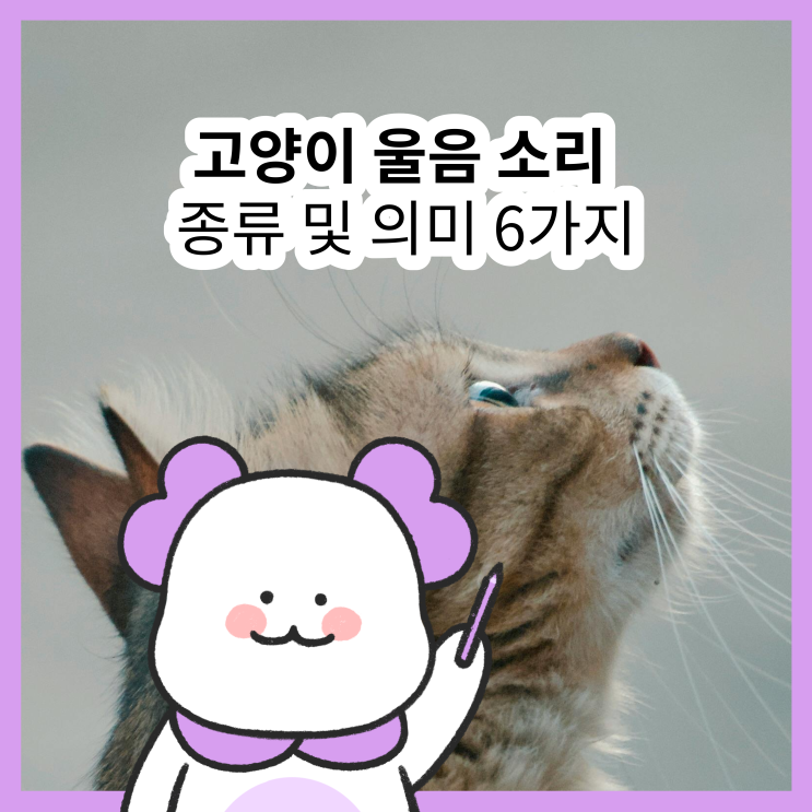  고양이 울음소리 종류와 의미 6가지 (feat. 야옹, 그르렁, 하울링, 채터링, 으르렁, 하악)
