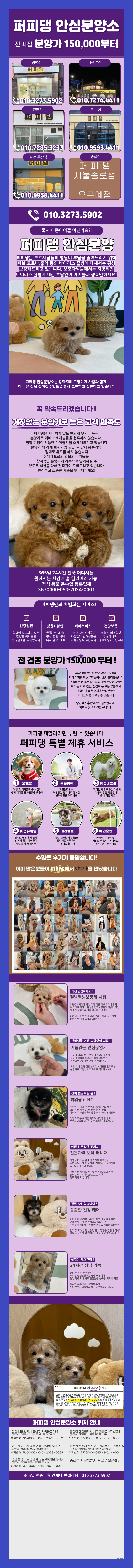  부천실버푸들분양 고민이 된다면