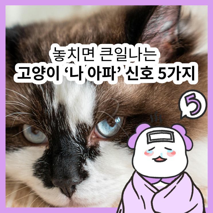  고양이 아플 때 신호 /  꼭 알아야 할 노묘의 SOS 신호 / 노령묘 아플 때 증상