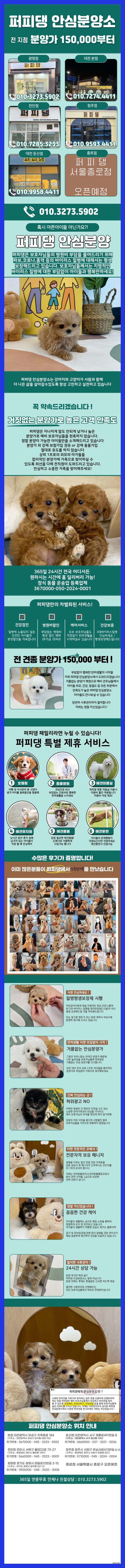  양천구강아지개인분양 지인 소개가 많죠
