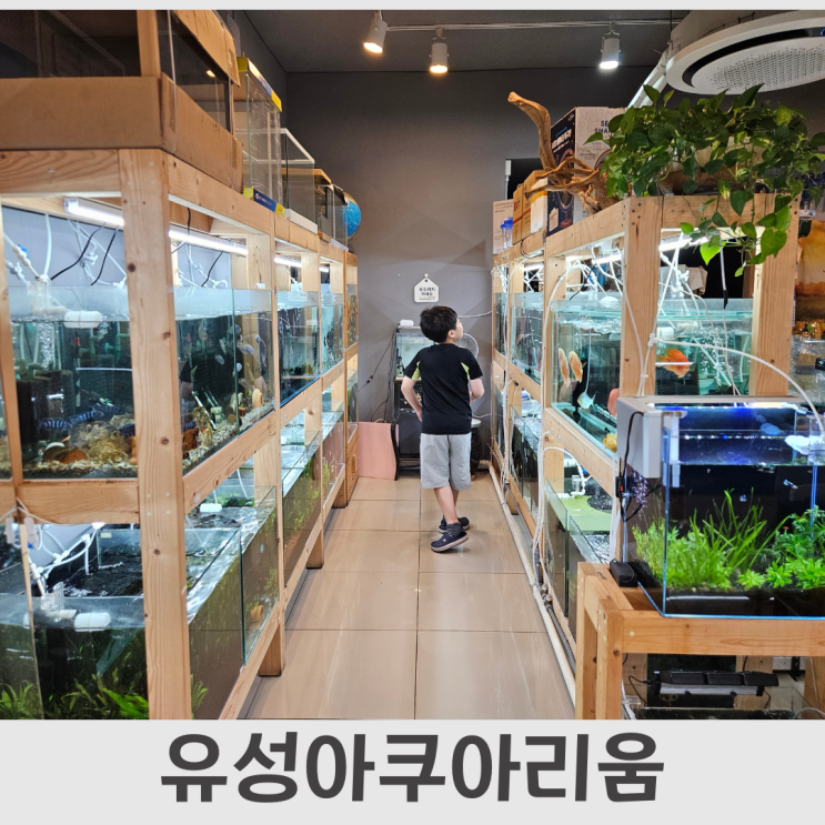  대전이색카페, 물고기 천국 유성아쿠아리움 무인카페24