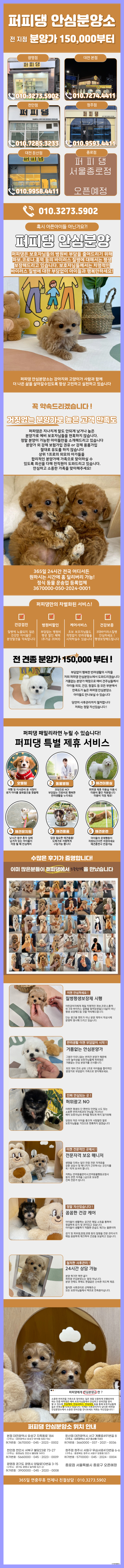  과천미디엄푸들분양 고마워 사랑해줘서