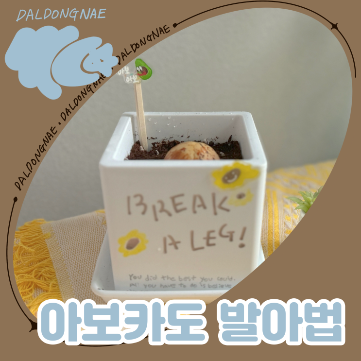  아보카도 씨앗 발아시키는 법