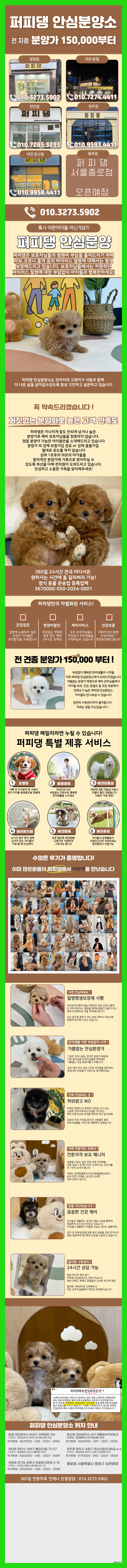  서울토이푸들분양가 두 팔로 안은