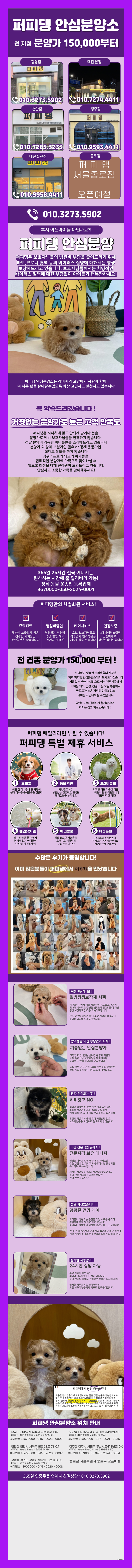  성남화이트토이푸들분양 미소를 띄우며