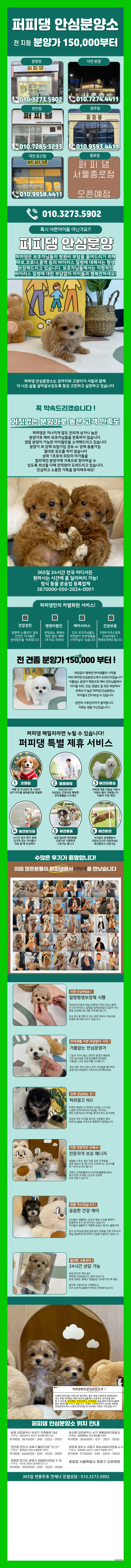  양천구강아지개인분양 순수한 사랑