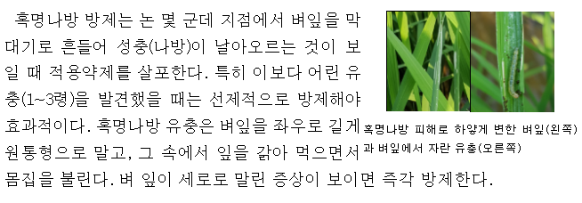 농촌진흥청, 가루쌀 생산단지 135곳 기술지도 집중 추진 농촌진흥청, 가루쌀 생산단지 135곳 기술지도 집중 추진