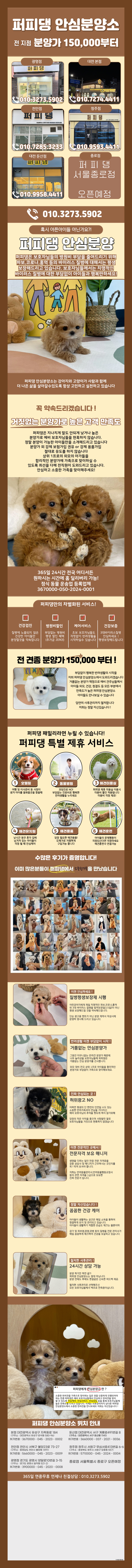  고양말티푸분양가 안심하고 데려가요