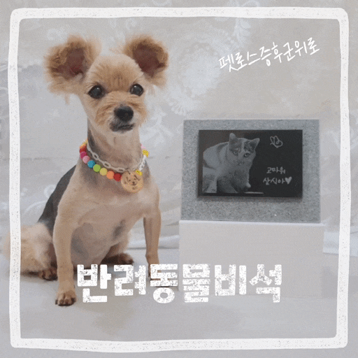  펫로스증후군 증상 위로 무지개다리 건넌 고양이 강아지 반려동물비석
