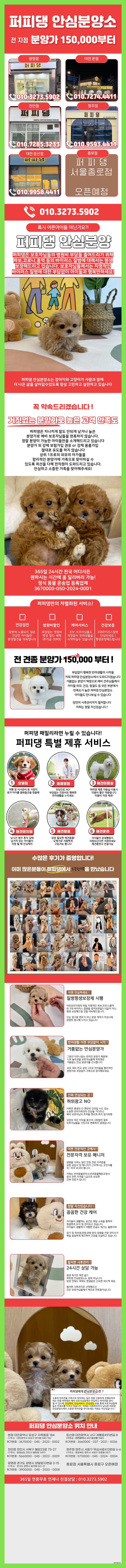  고양실버토이푸들분양 완벽진행하기