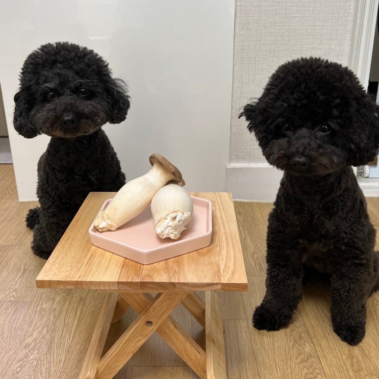  강아지 새송이버섯 먹어도 되나요? 효능과 주의할 점은?