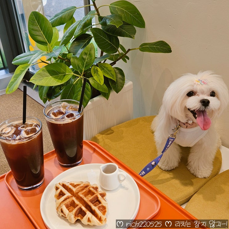  영등포 애견동반카페 디어피피 반려견수제간식 실내애견동반 카페 후기