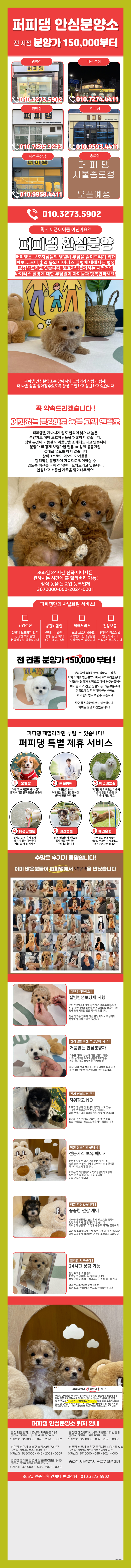  분당미디엄푸들분양 니가 짱이야