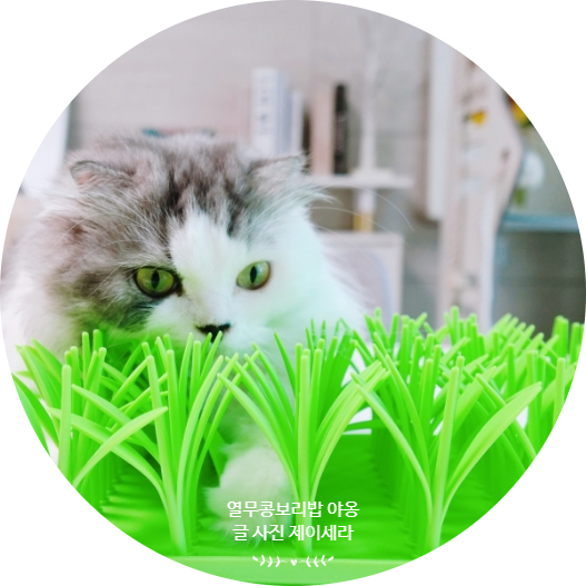  분리불안 개선에 도움 되는 강아지 고양이 노즈워크 잔디밥 추천