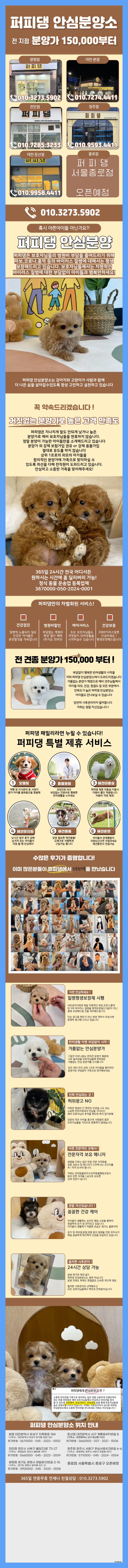  시흥비숑프리제입양 체계적인 나의 픽