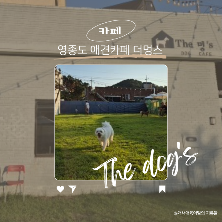 인천 을왕리 해수욕장에서 3분거리인 영종도 애견카페 더멍스 아기와 함께 가기 좋아요 인천 을왕리 해수욕장에서 3분거리인 영종도 애견카페 더멍스 아기와 함께 가기 좋아요