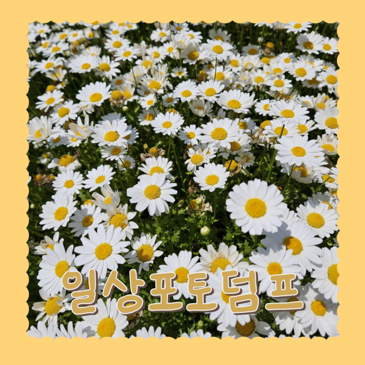  일상 포토덤프 3회차 레쯔기릿