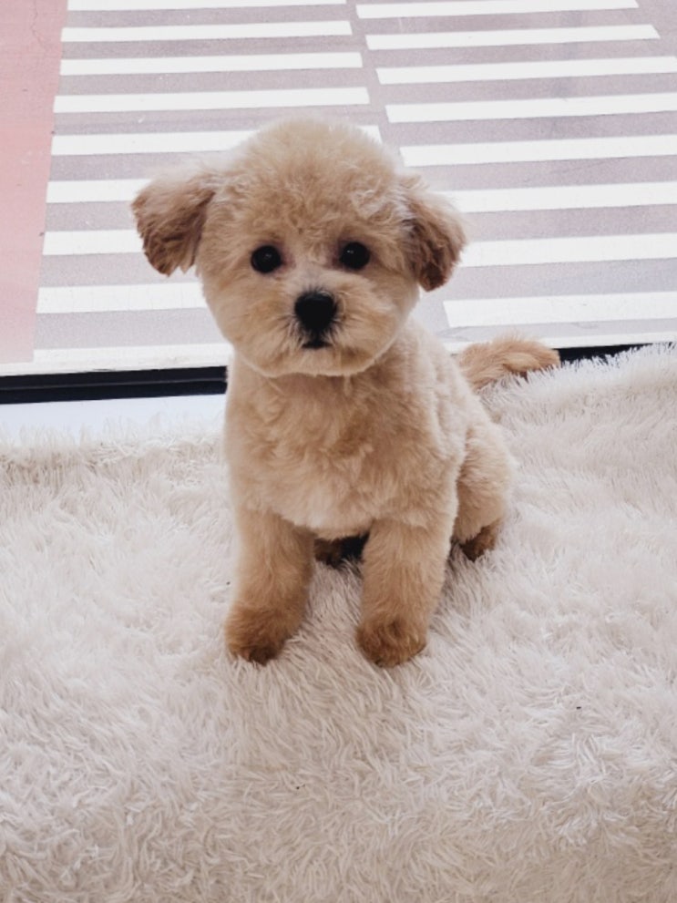  송도 강아지미용 쁘띠멍 말티푸 베넷미용 후기
