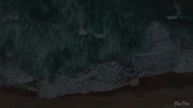  코뉴어앵무새분양 , 반려조관리사 자격증 온라인으로 간단히 준비한 과정 정리했어요