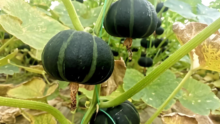  땅콩호박 수확시기 키우기 알아보기