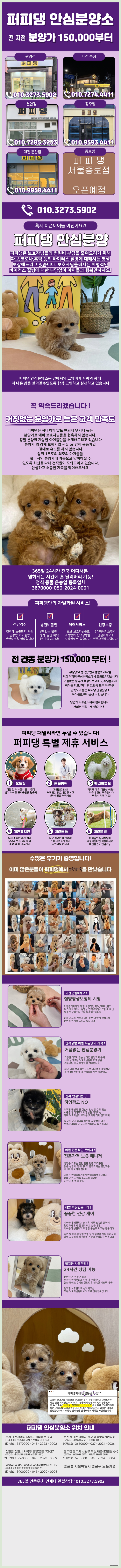  강서말티즈분양가 너만 볼 팔자야