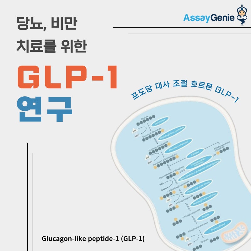 glp 1 역할 요즘 핫이슈인 GLP-1(Glucagon-like peptide-1)이란? : 네이버 블로그