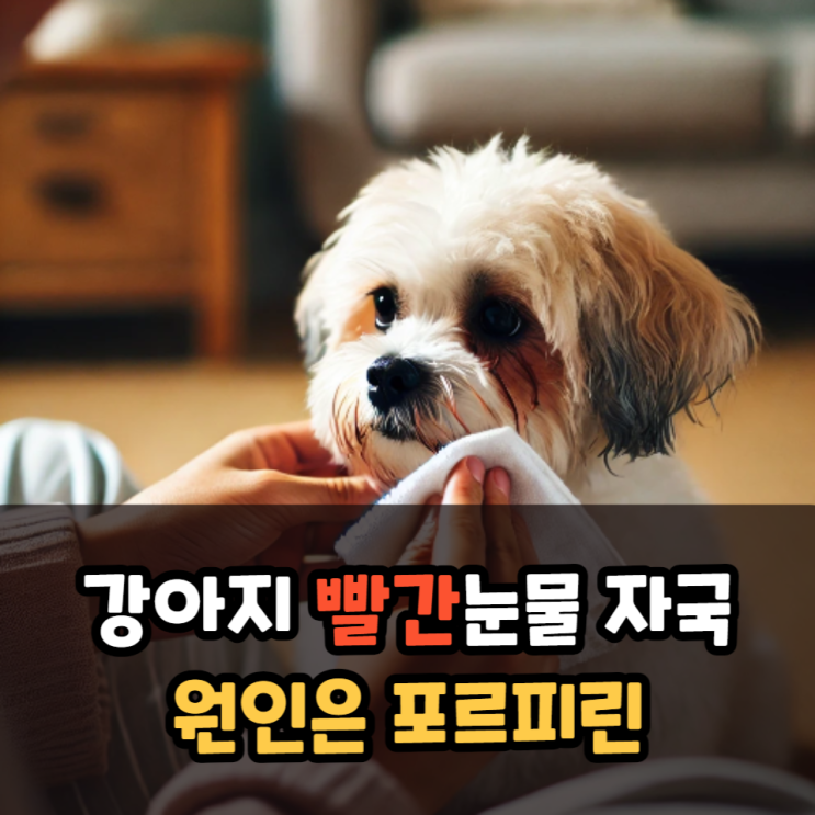  강아지빨간눈물 자국의 원인은 포르피린