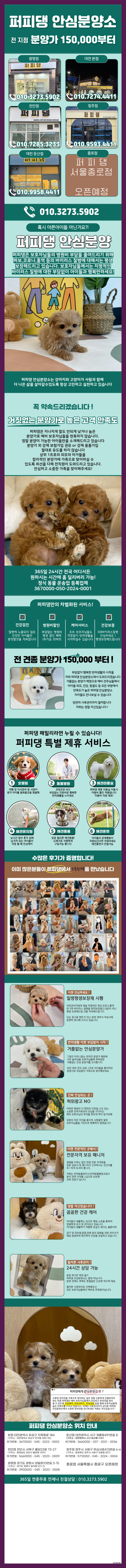  안양비숑프리제가정분양 비타민 처럼