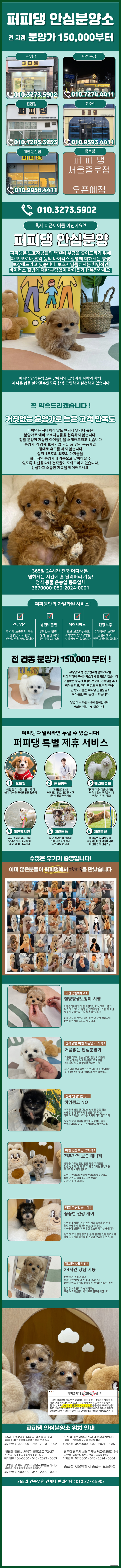  양천미니말티푸분양 인연처럼