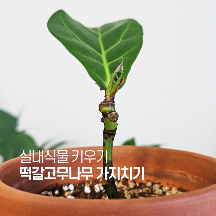  떡갈고무나무 키우기 떡갈고무 가지치기