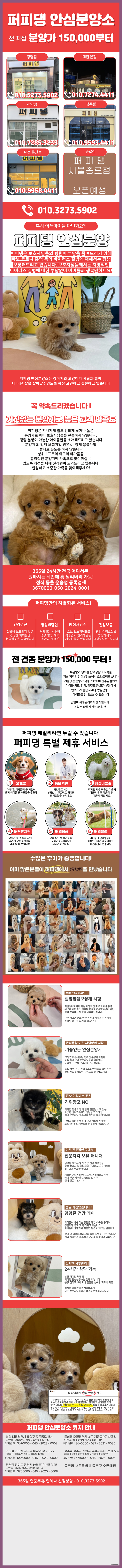  성남미니비숑입양 몰려드는 이유