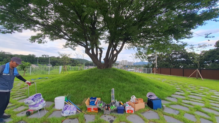  느티나무 외과수술