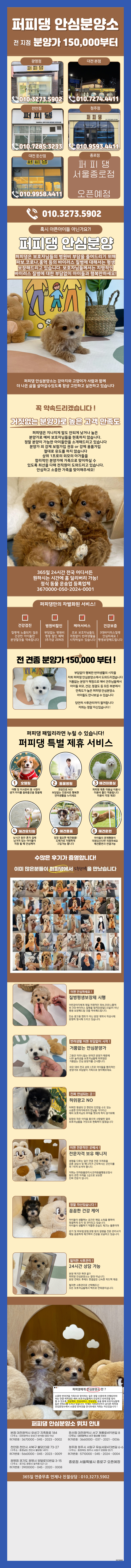  양천포메라니안분양가격 더이상 혼자가 아냐