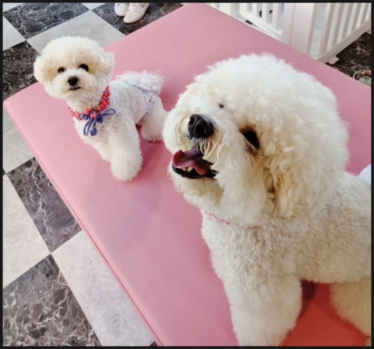  인천 강아지미용학원 자격증 장사하는 학원을 거르는 방법!